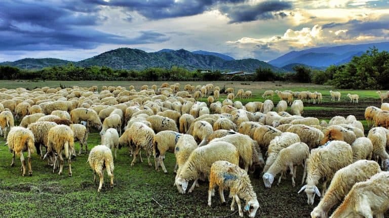 Suoi Nghe Sheep Hills